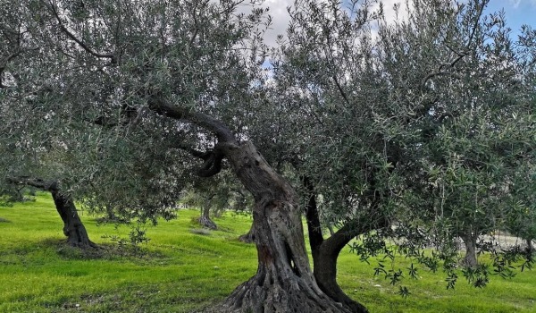 Alberi di olivo Patriarca plurisecolari